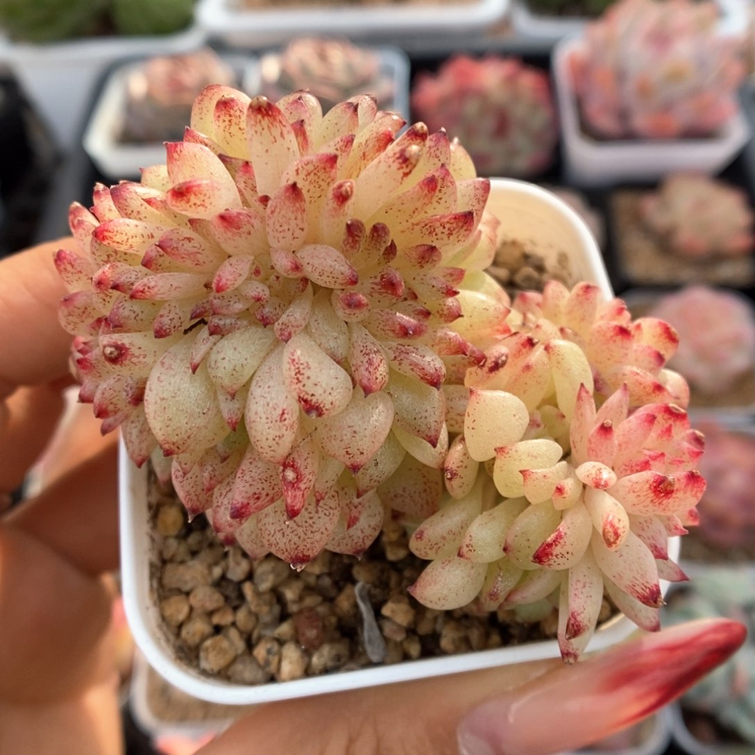 珍妮麦秆缀化可拍355号