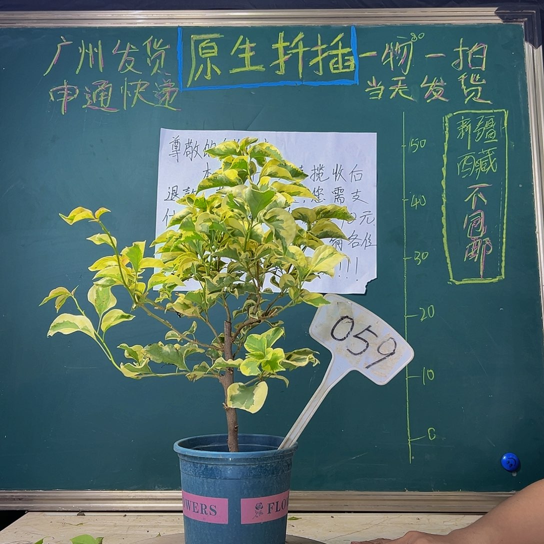 当前无花栽培后可以开花  金边黄  059