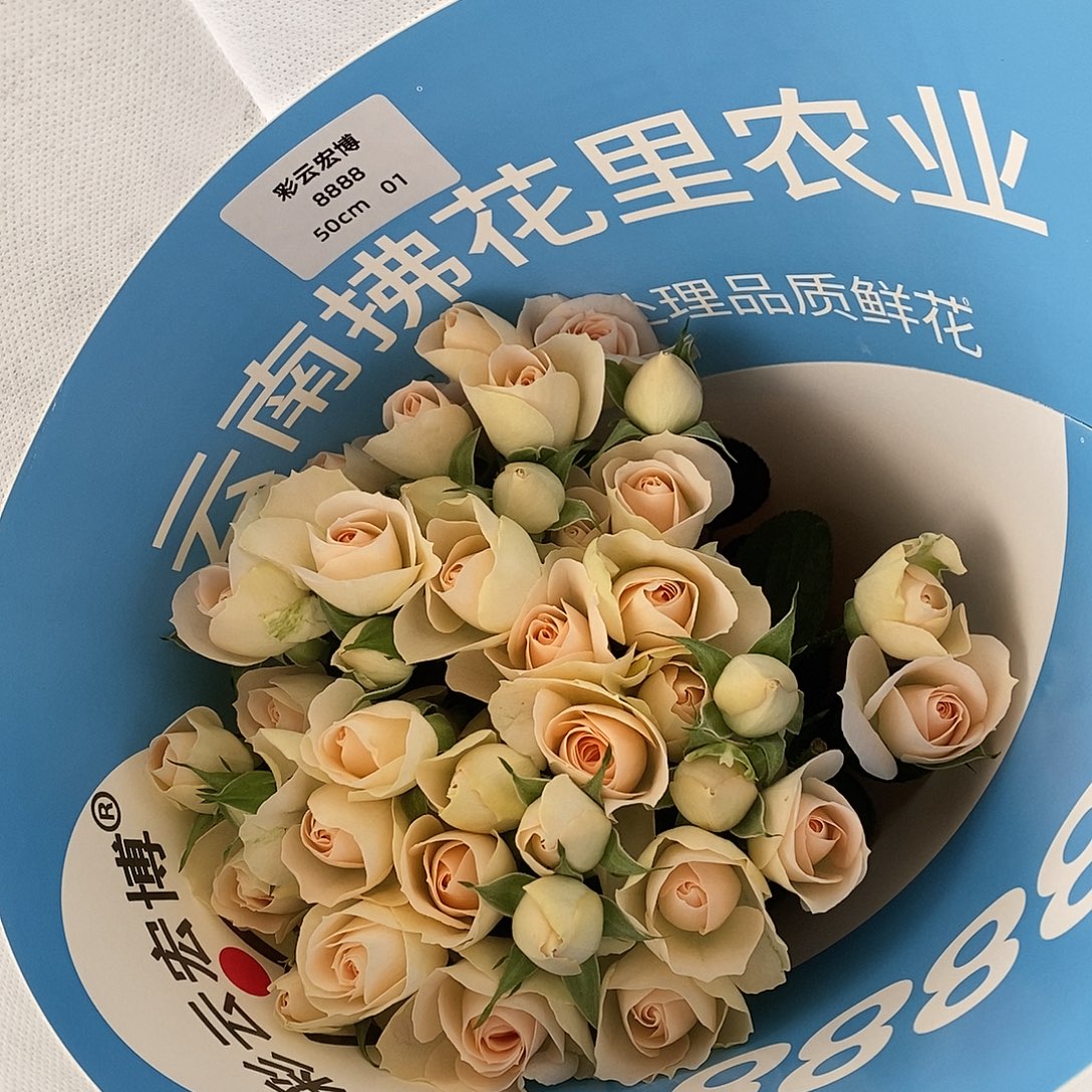 10支-测试7号 50cm/不包邮