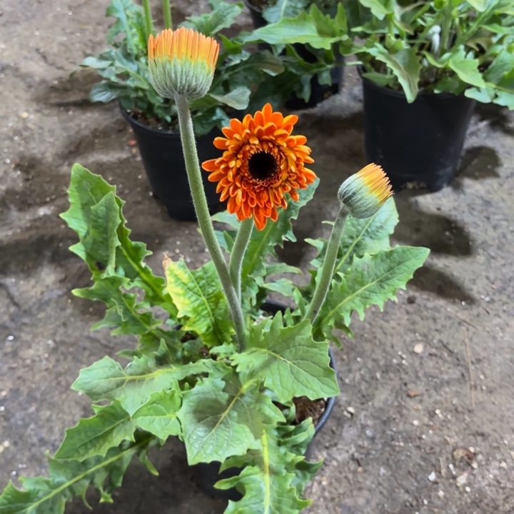 原盆原土一加仑非洲菊金桂