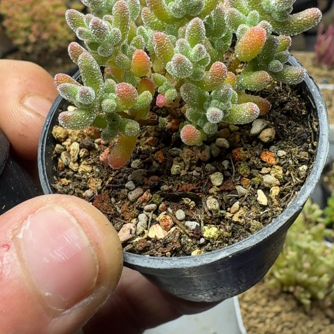 冰晶优选 多肉植物枝干