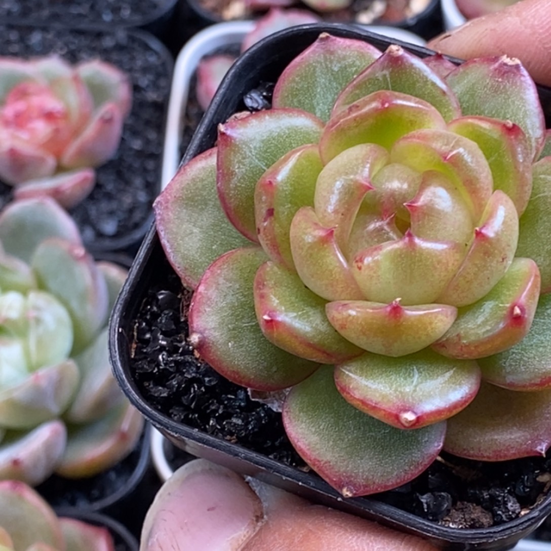 天官赐福百无禁忌