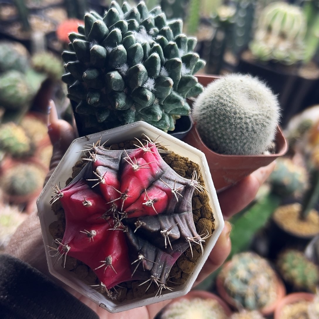 组合福利仙人球111111111111