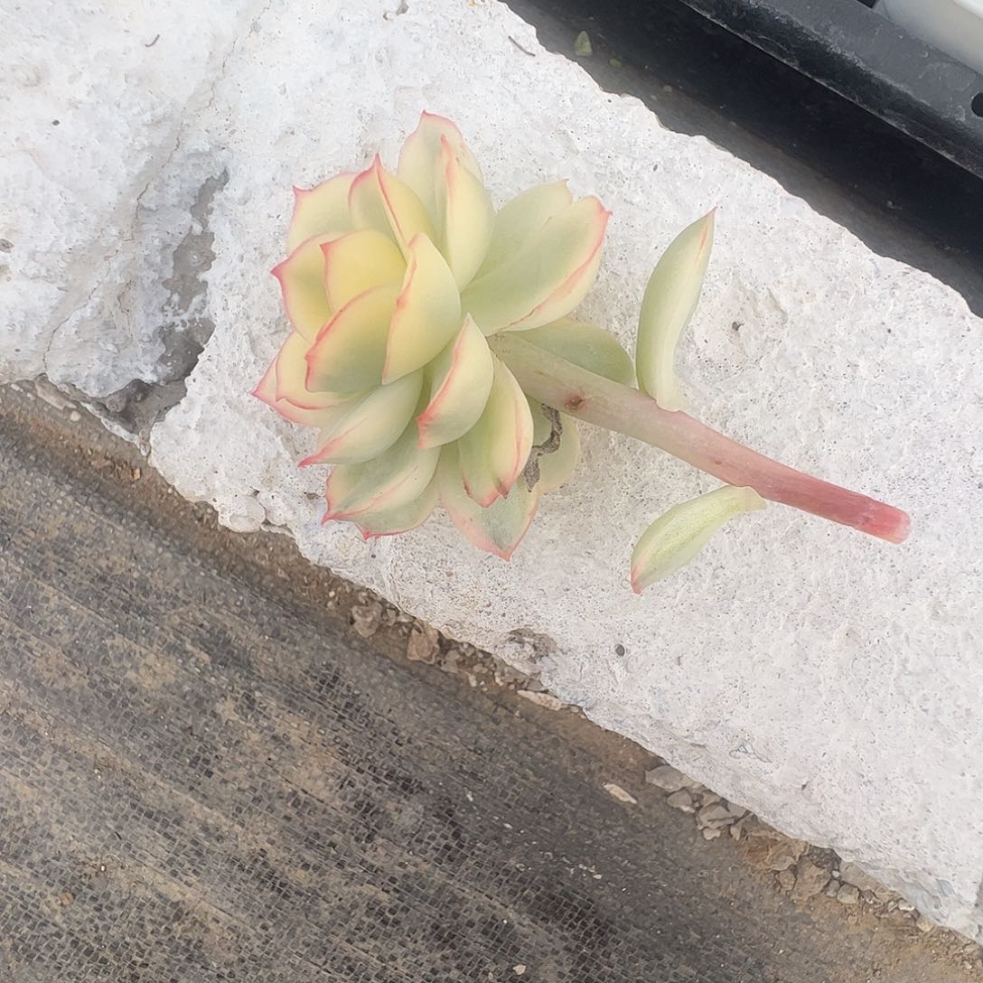 一***坏多肉植物多肉植物