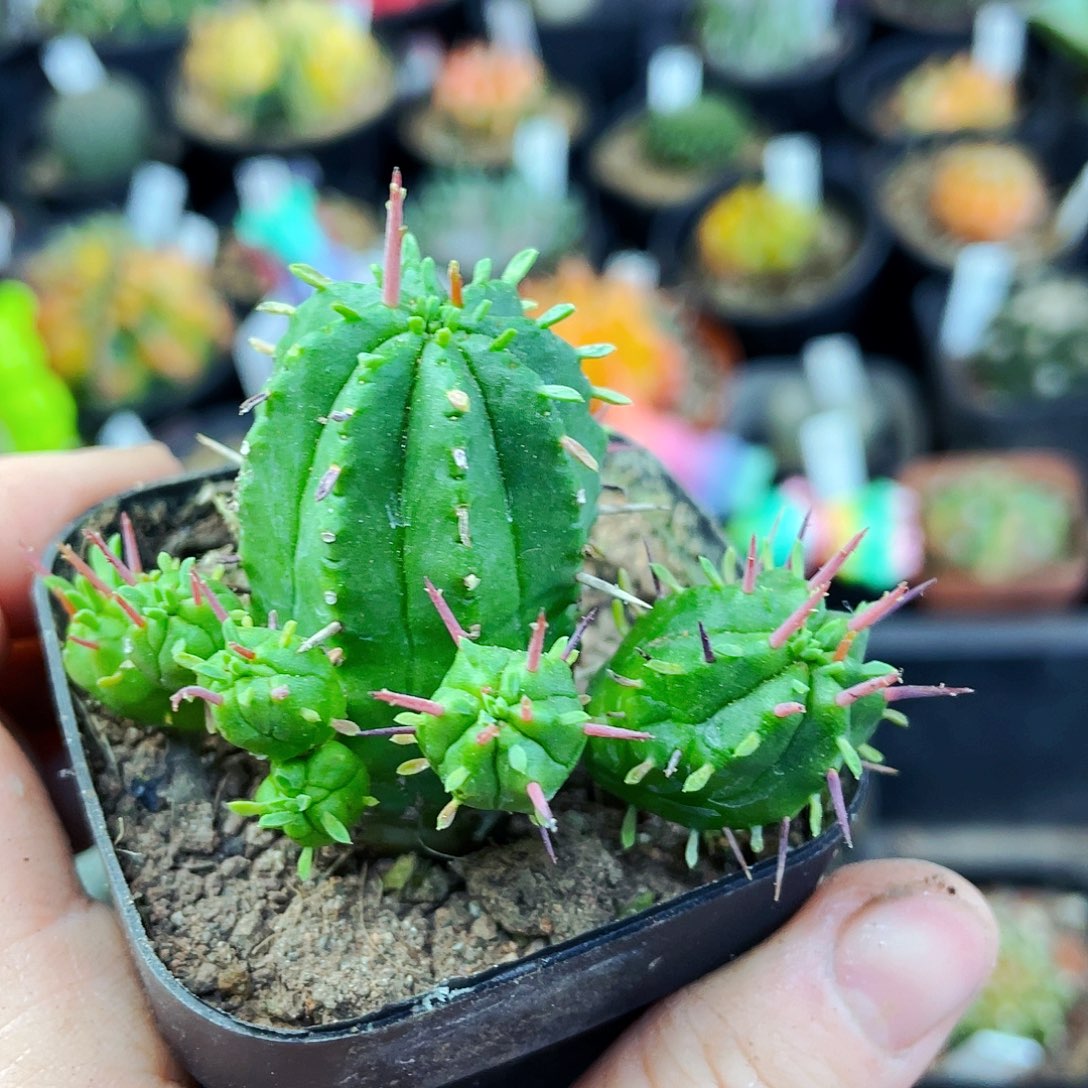 非偏远地区满25包邮仙人球