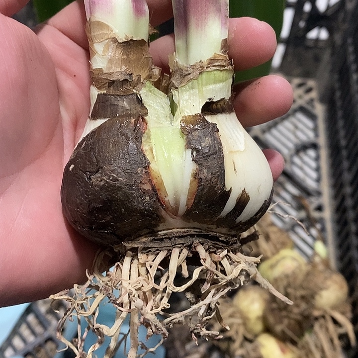 梦露朱顶红5厘米，