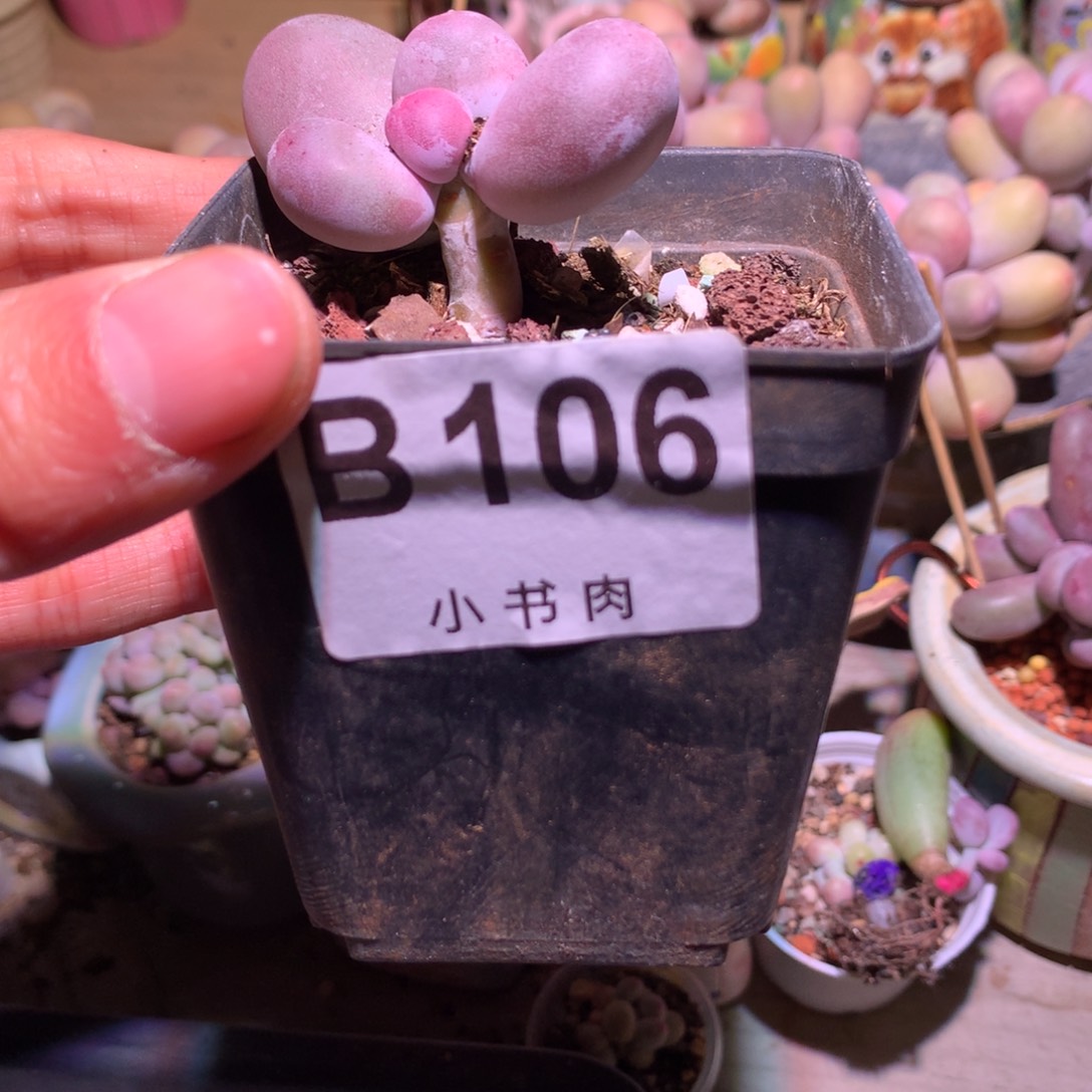 米可奶酪多肉106