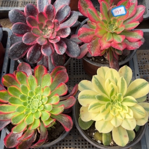 959多肉植物组合