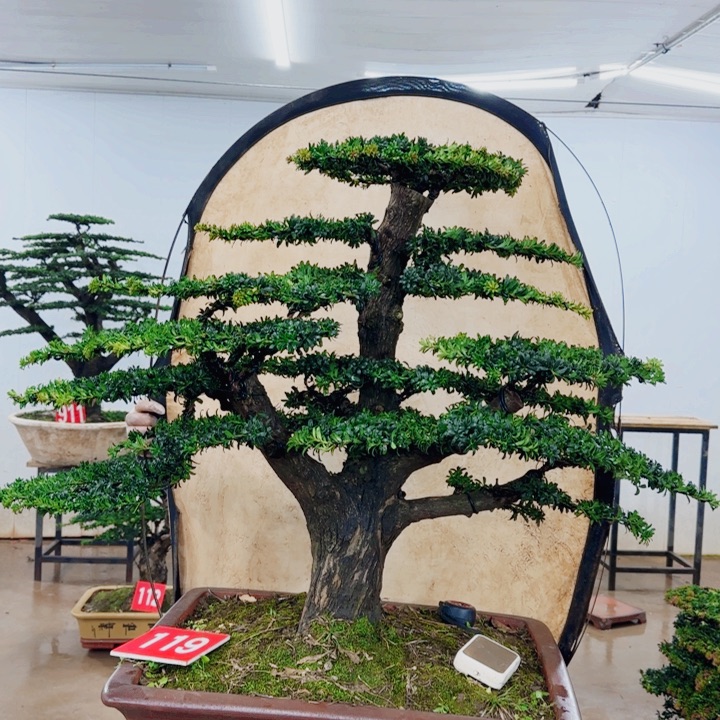 胡***行无花朵盆景园林盆景