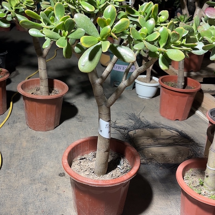 随***-当前无花栽培后可以开花黄金花月45