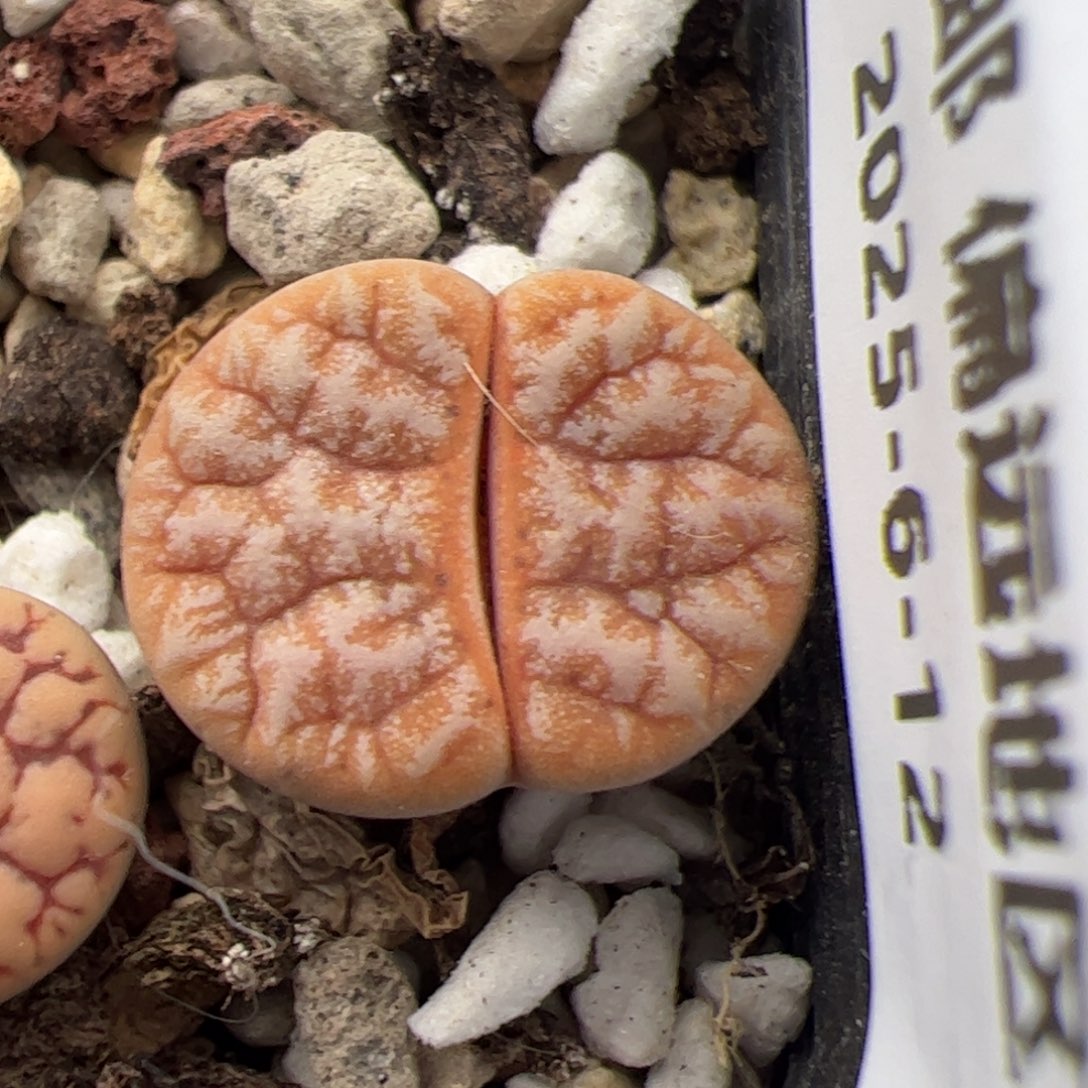 0781号 拿铁 多肉植物