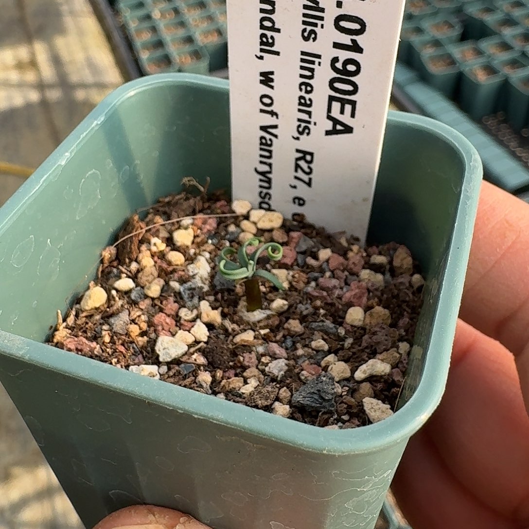 ea蚊香带盆发3.0199ea