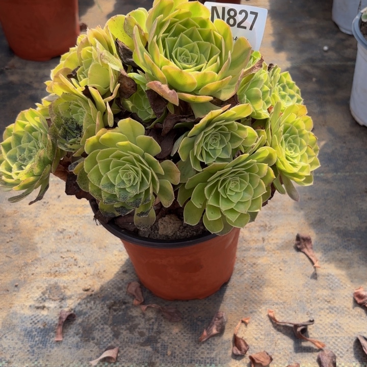 瑞妈多肉园艺827雨荷