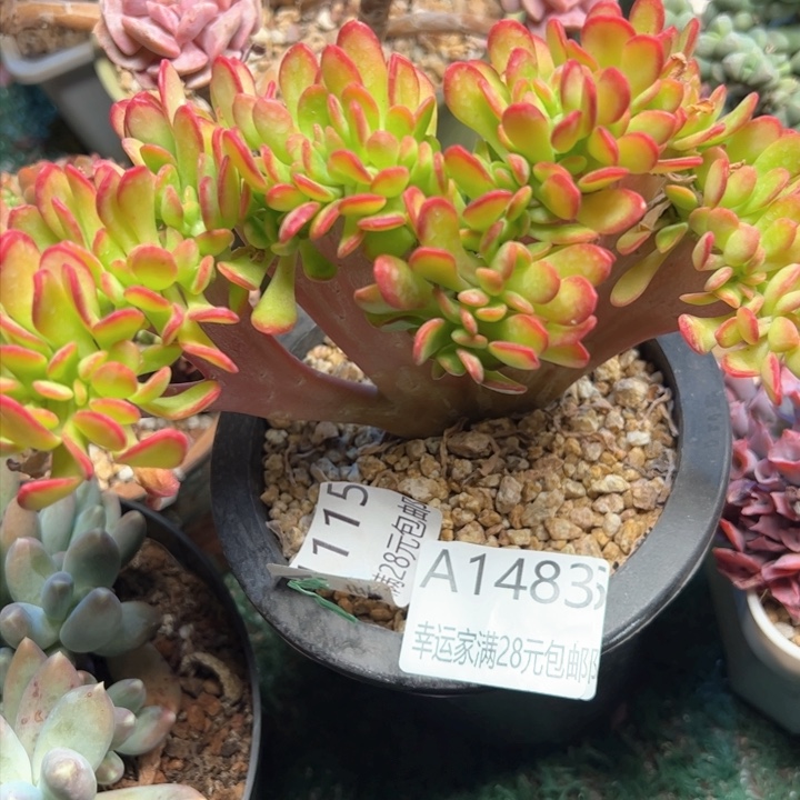 幸运的是我的朋友是你