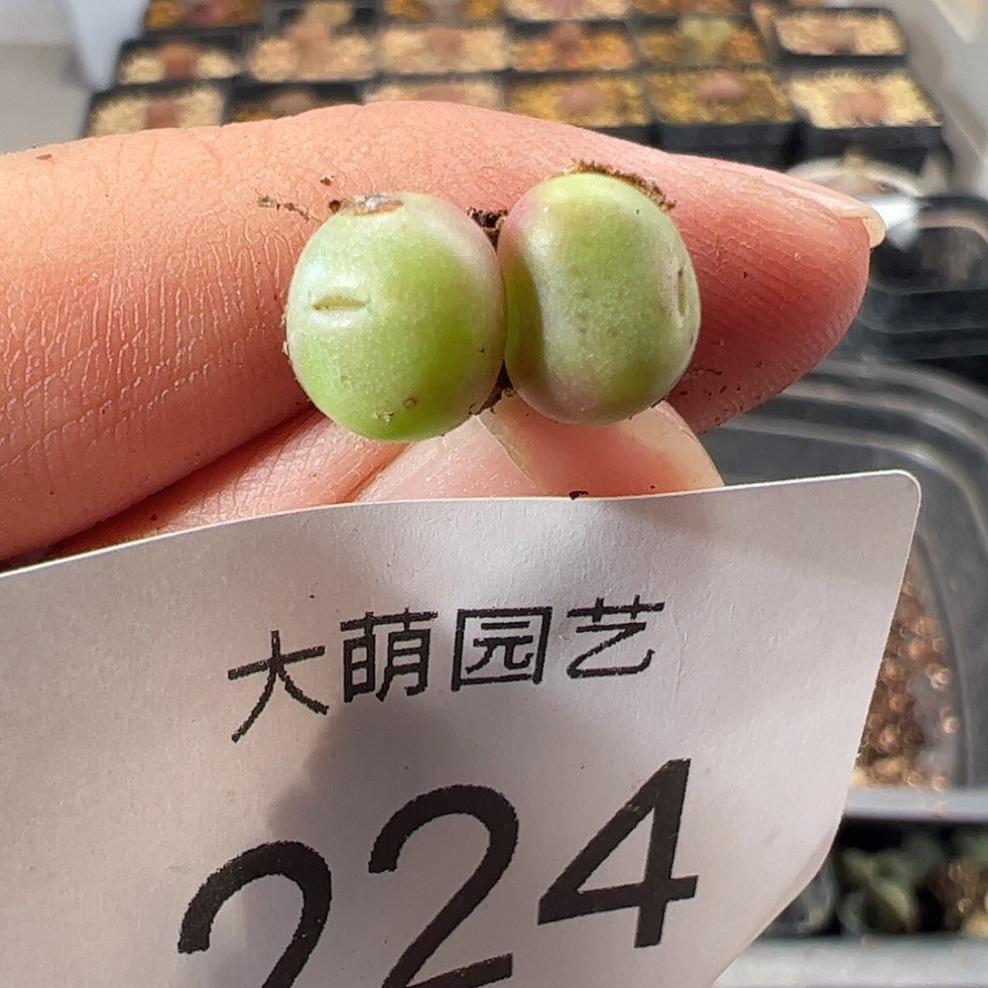 一物一拍。    224