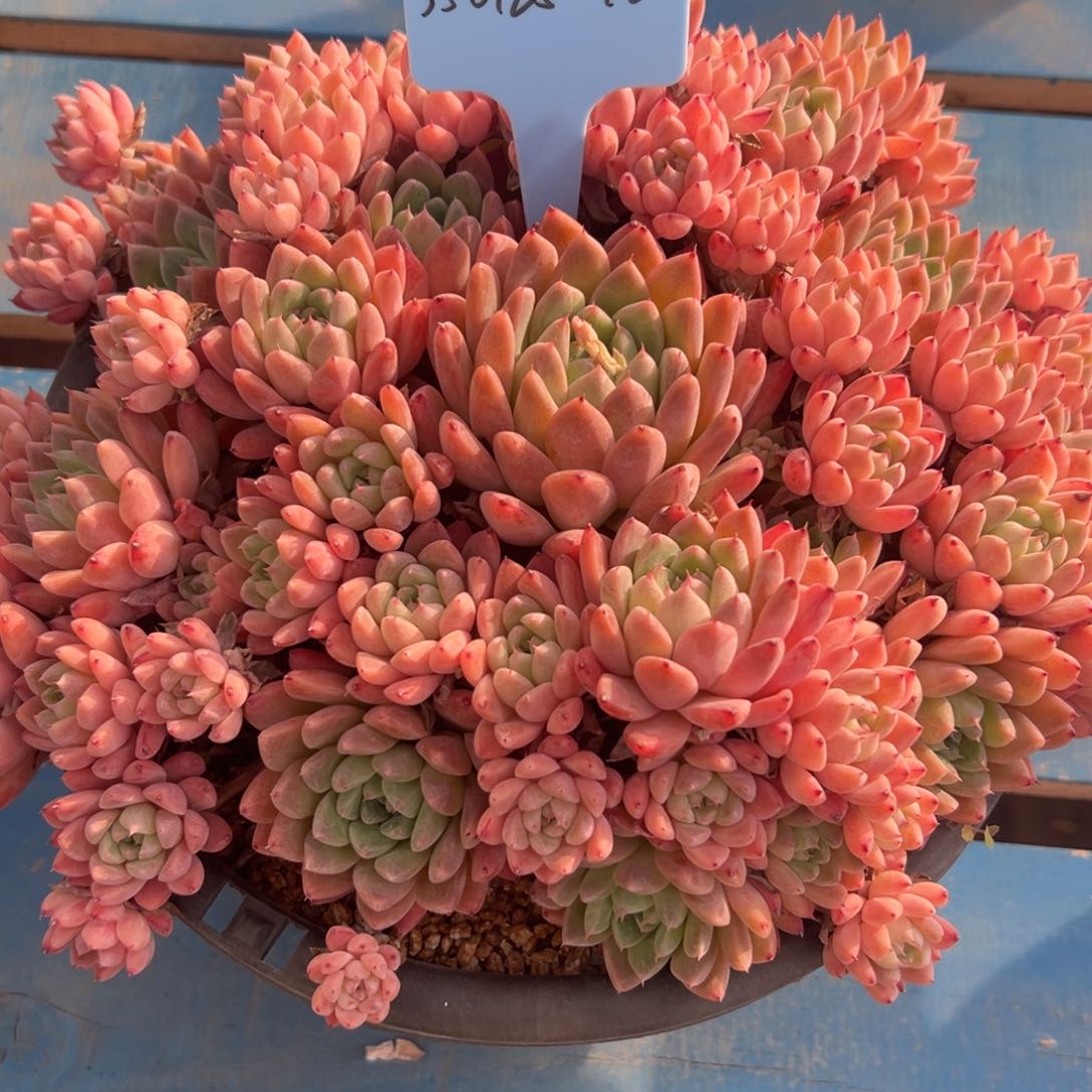 c****c350125-40佳人