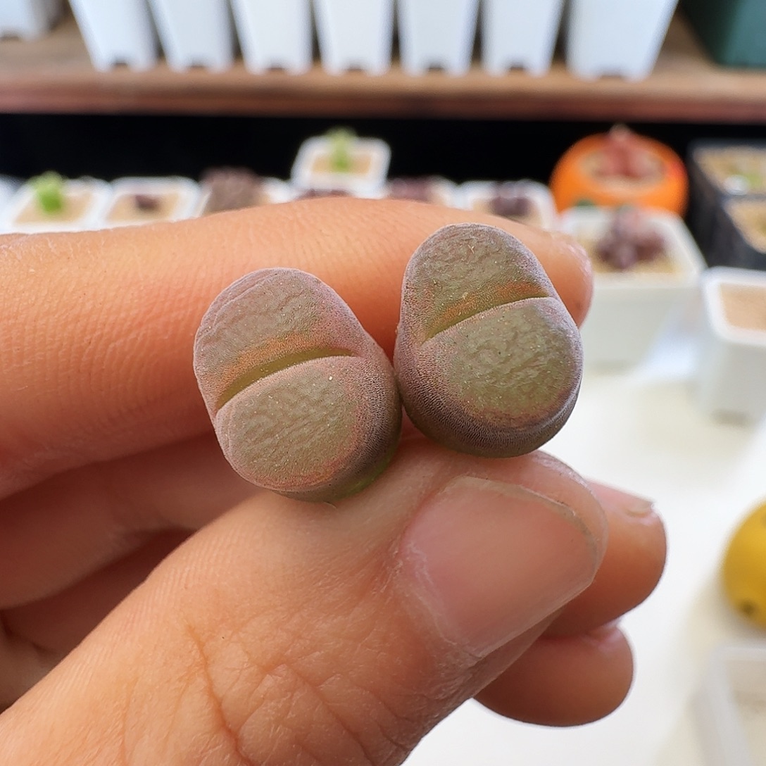 多肉植物福利超级熊猫1797.1 336