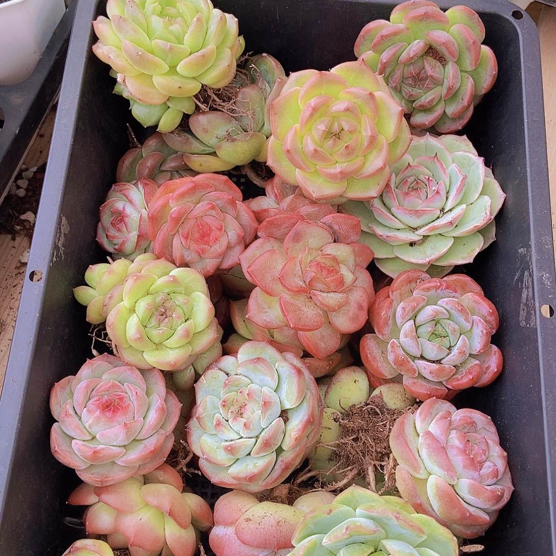 000000002量拍保底20颗