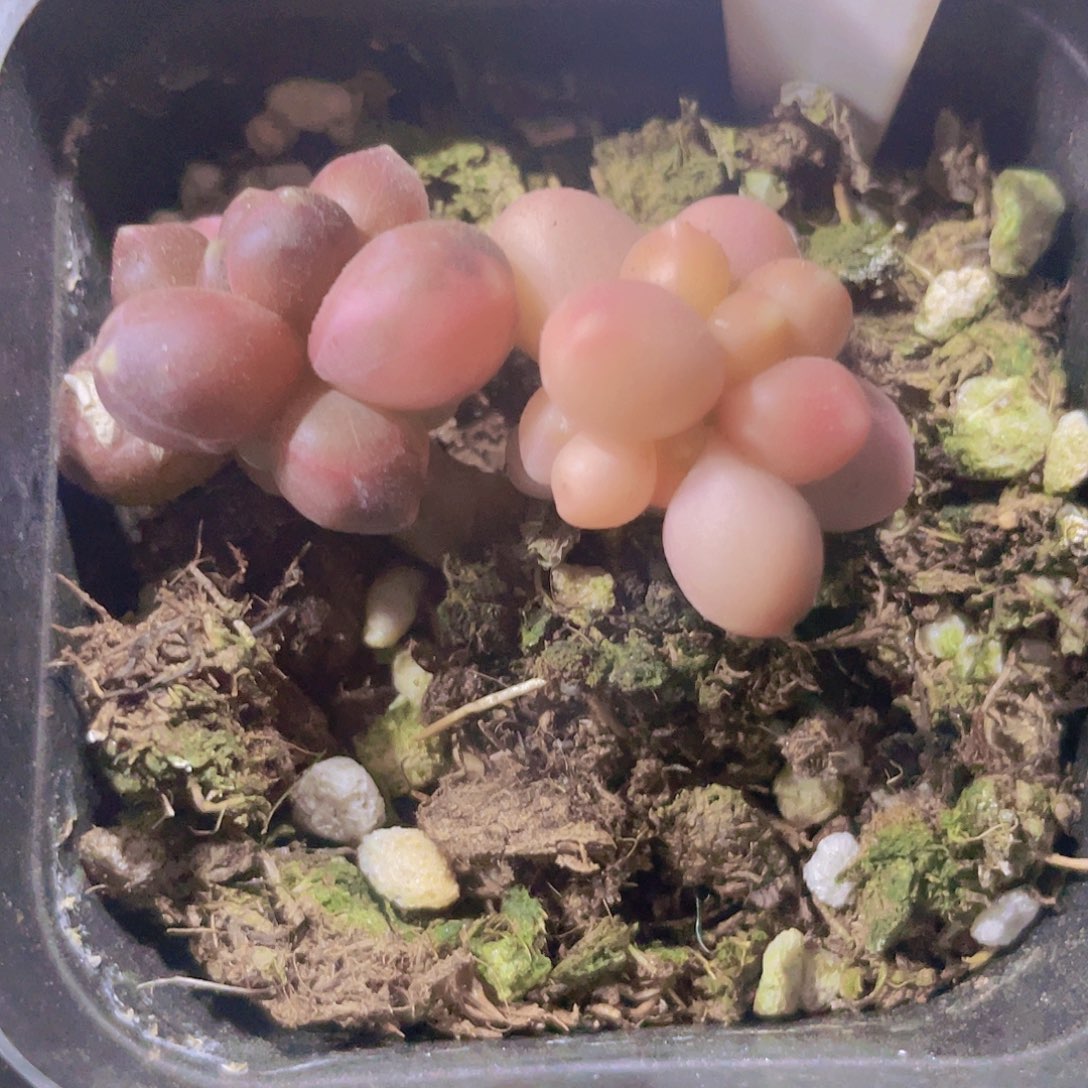 千代田锦e081一物一拍