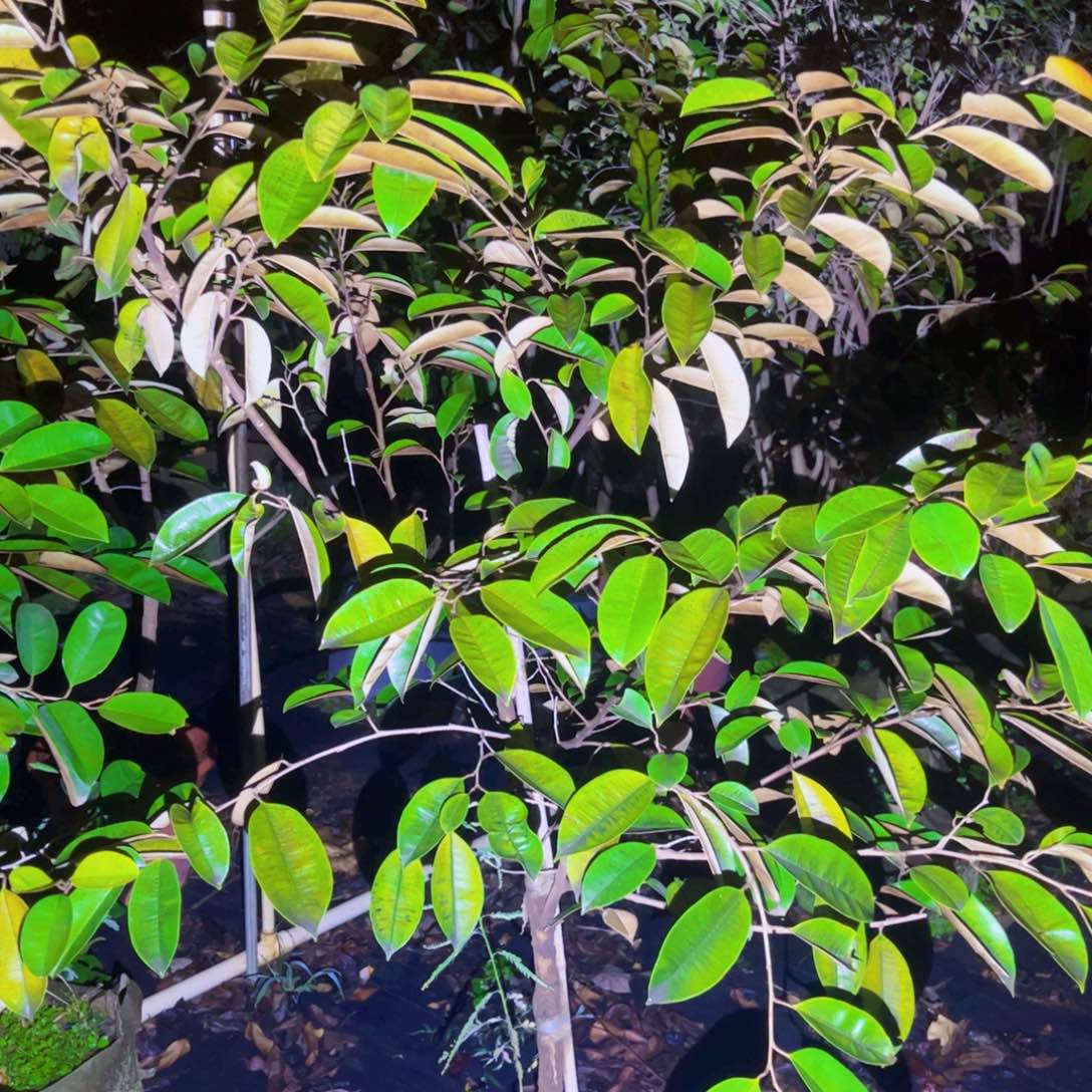 兰***子果苗。果苗。果苗6666