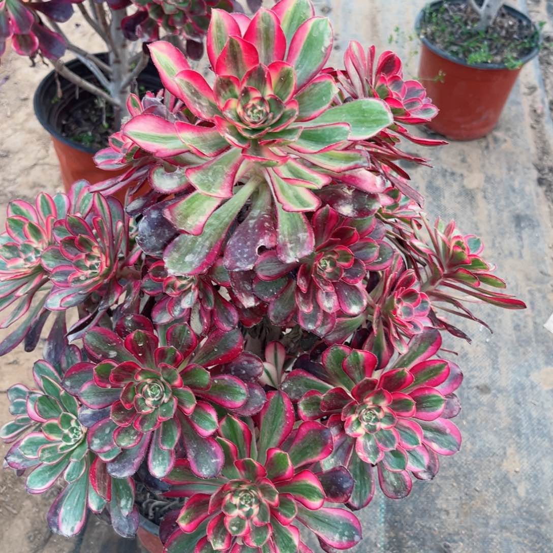 流**叶423香奈儿绿体多肉植物