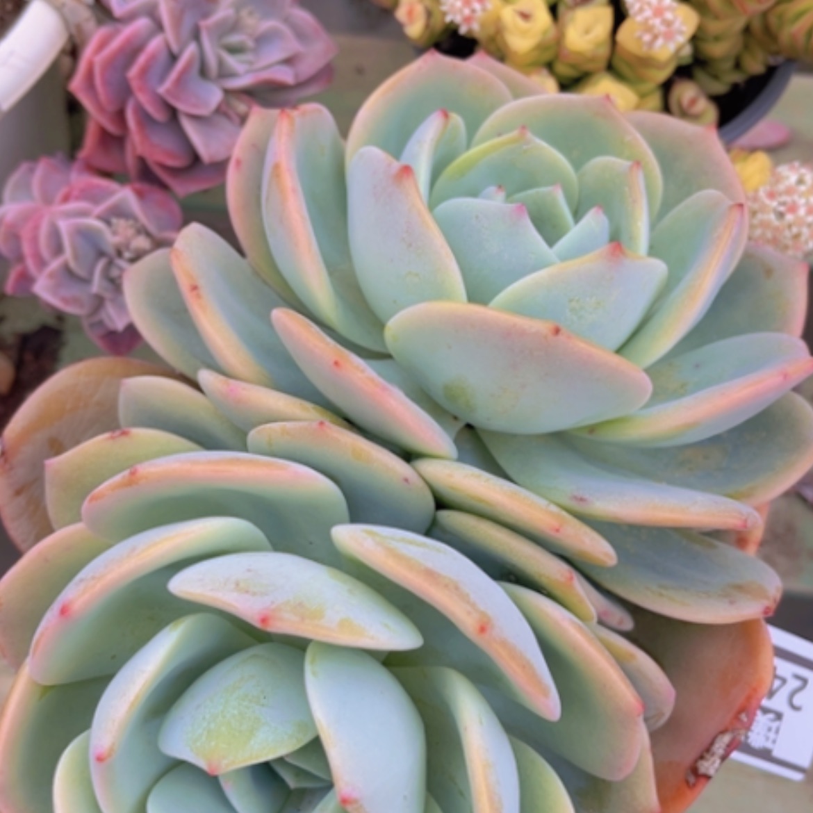 【闪购商品】凤橙2426