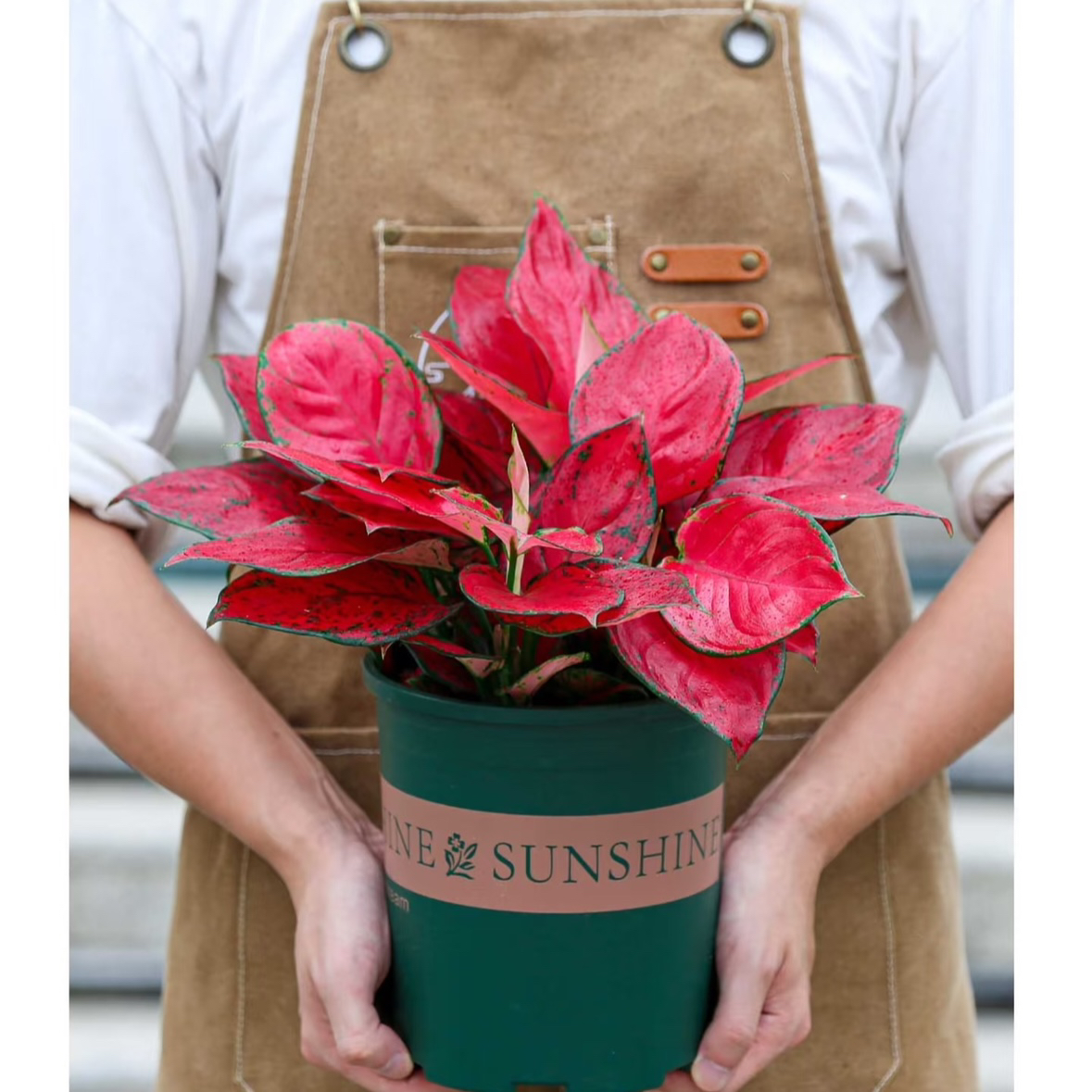 大号富贵红红红颜寓意好吉利红色叶子盆栽花卉婚礼花卉油画吊兰