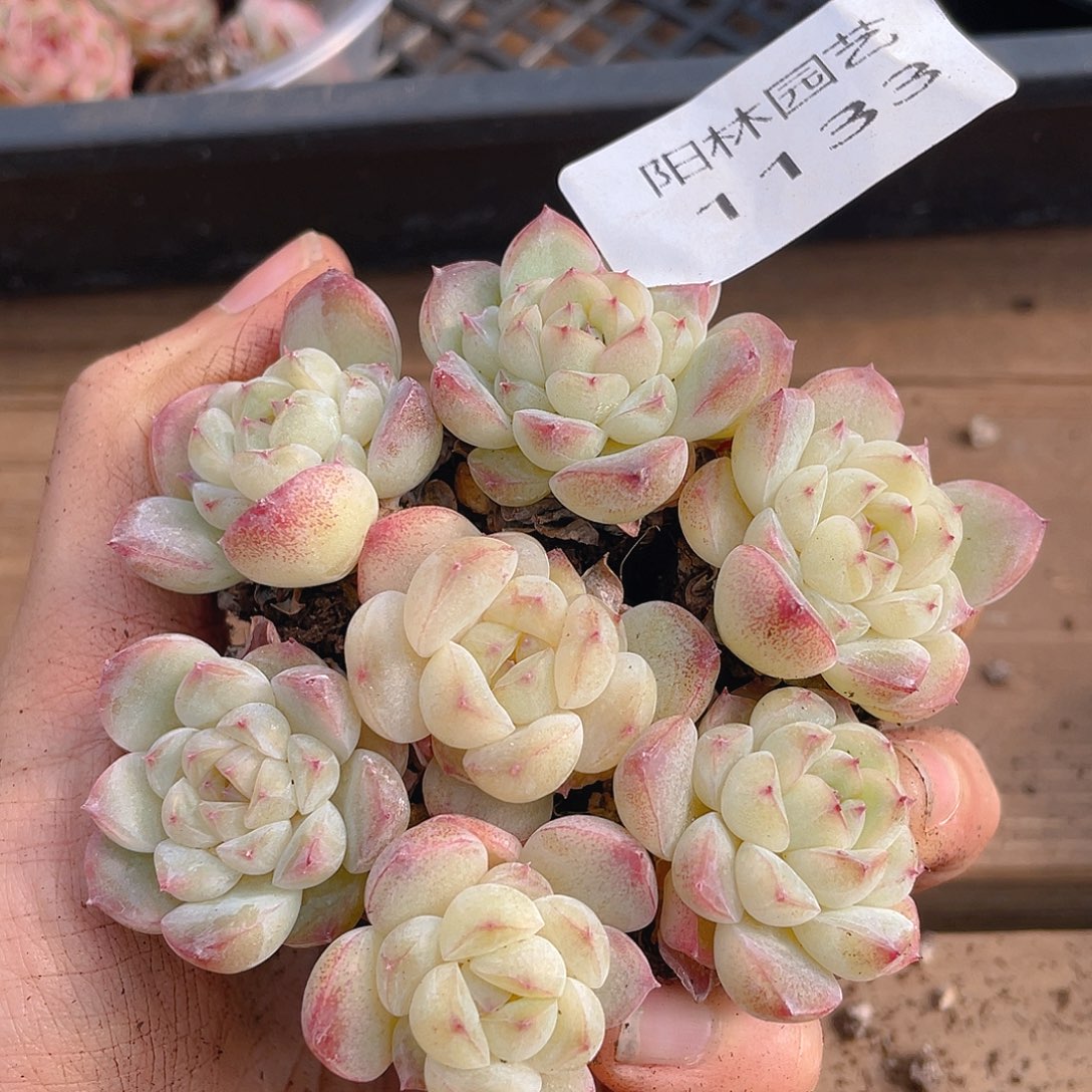 多肉植物多肉植物1133