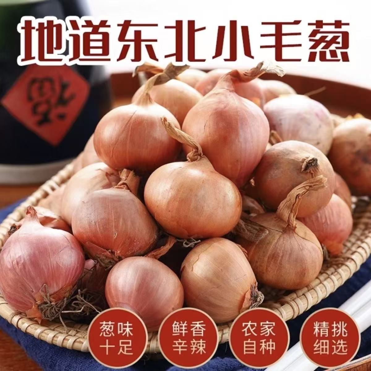 纯东北笨毛葱 真葱5斤当年新葱分瓣葱味辣