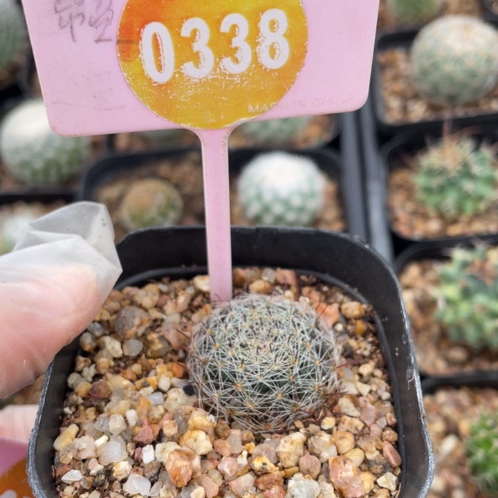 春***风实生乳突0338000000