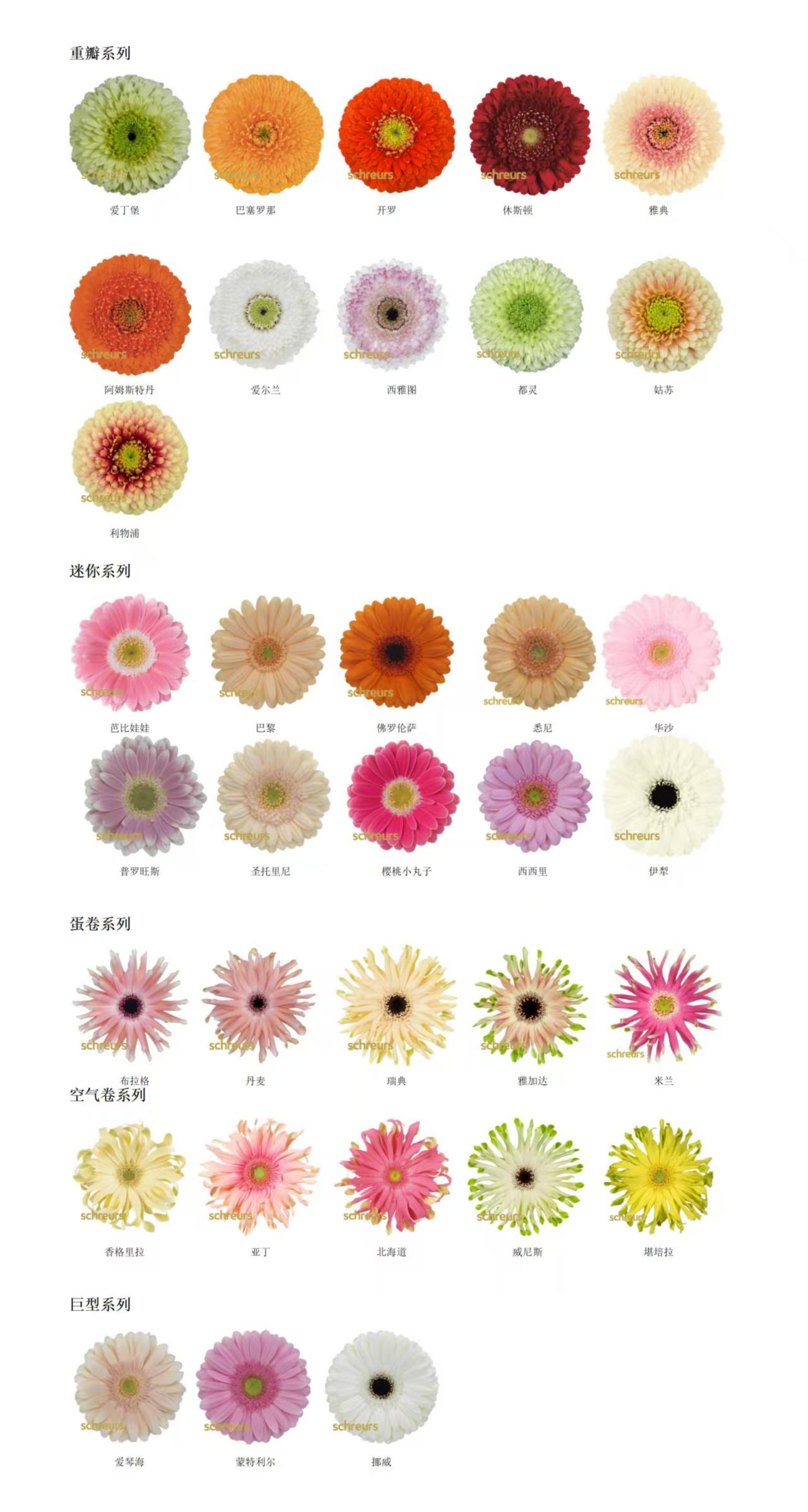 【七礼夫人】混合非洲菊 小众稀有品种  云南基地现采直发