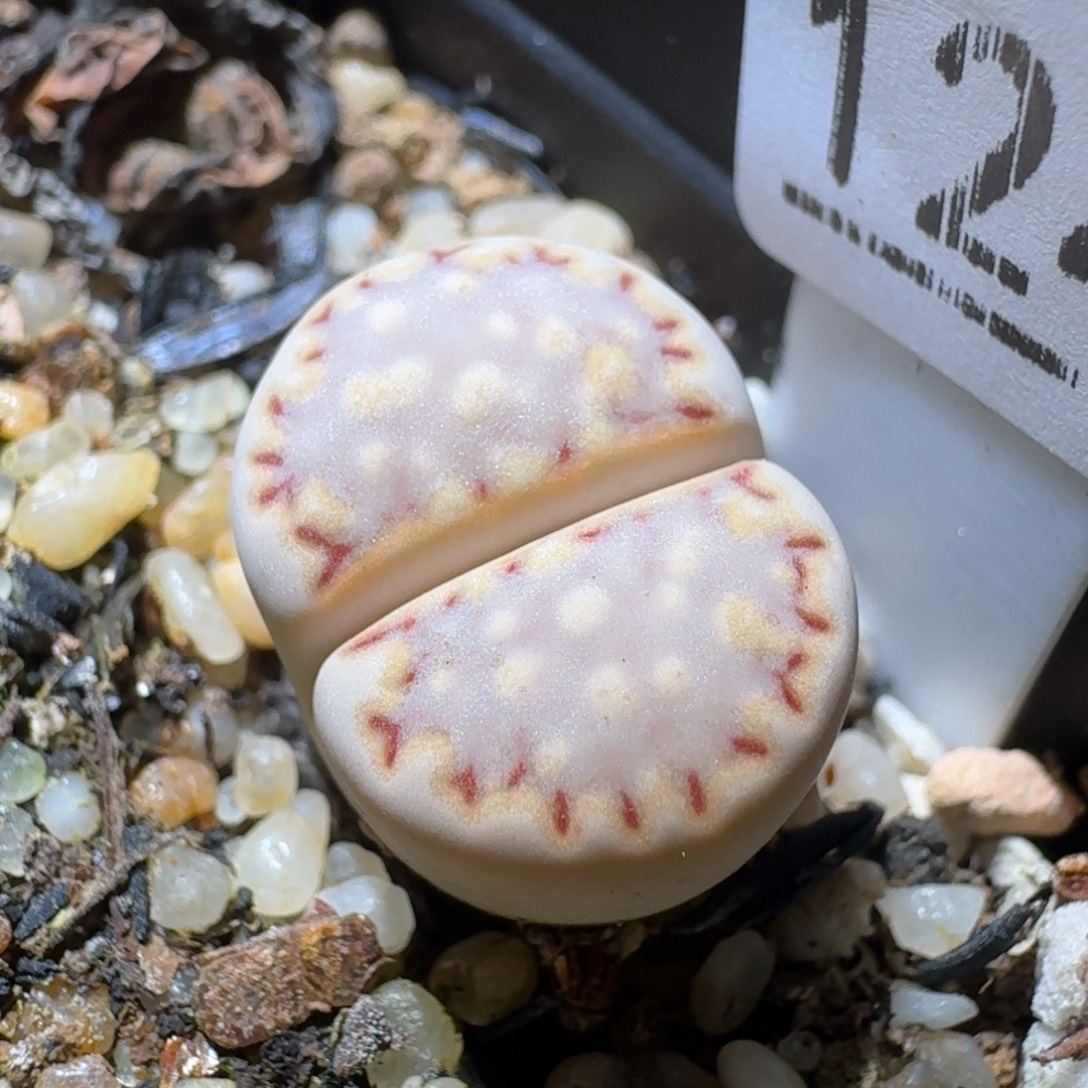 Sss精品花清货了1247