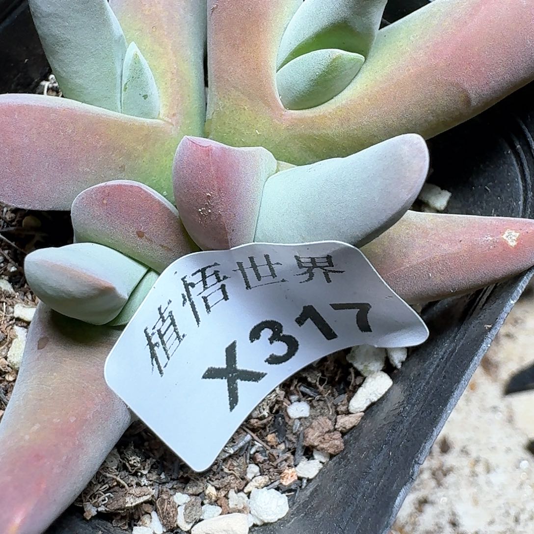 317盒多肉植物精油f g