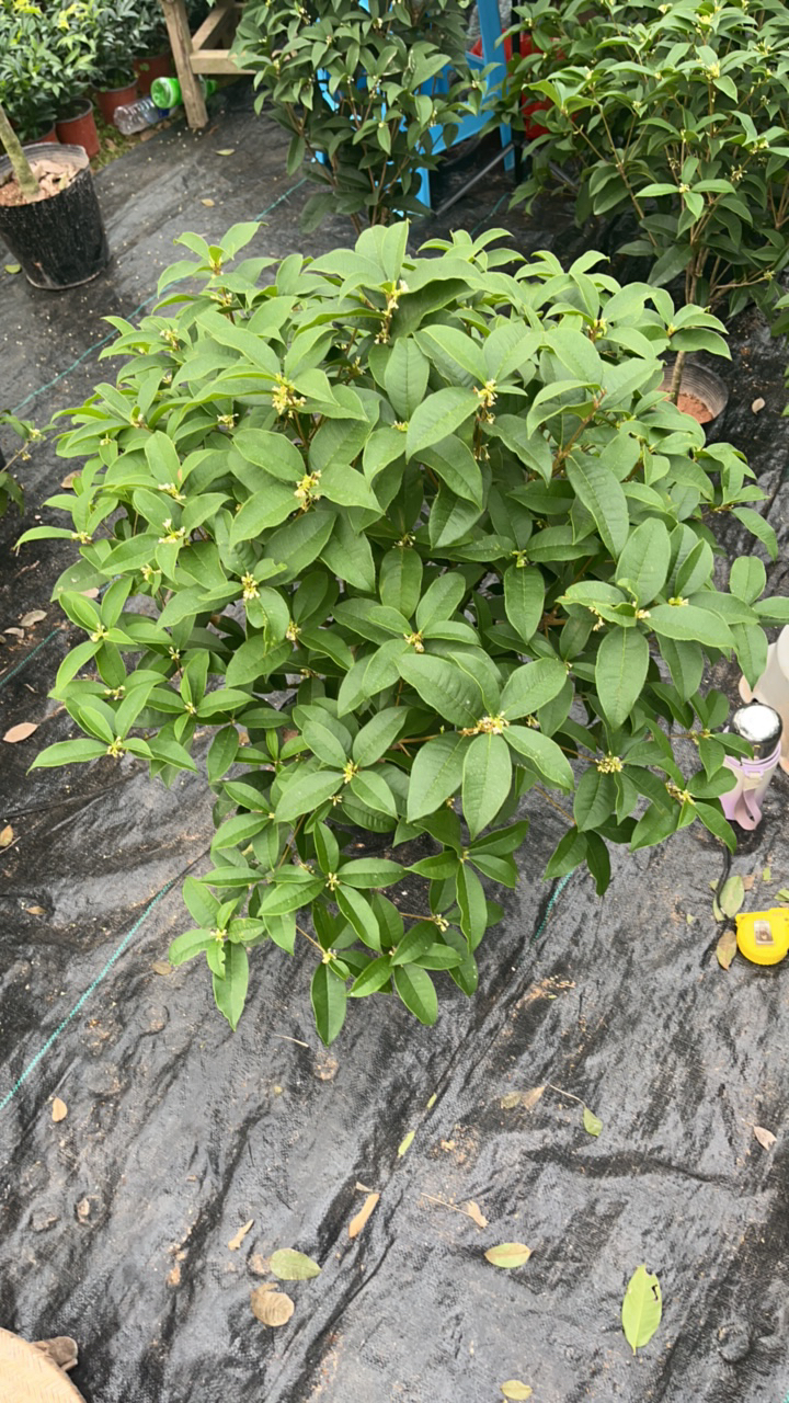 四季桂月月桂室内室外皆可精品