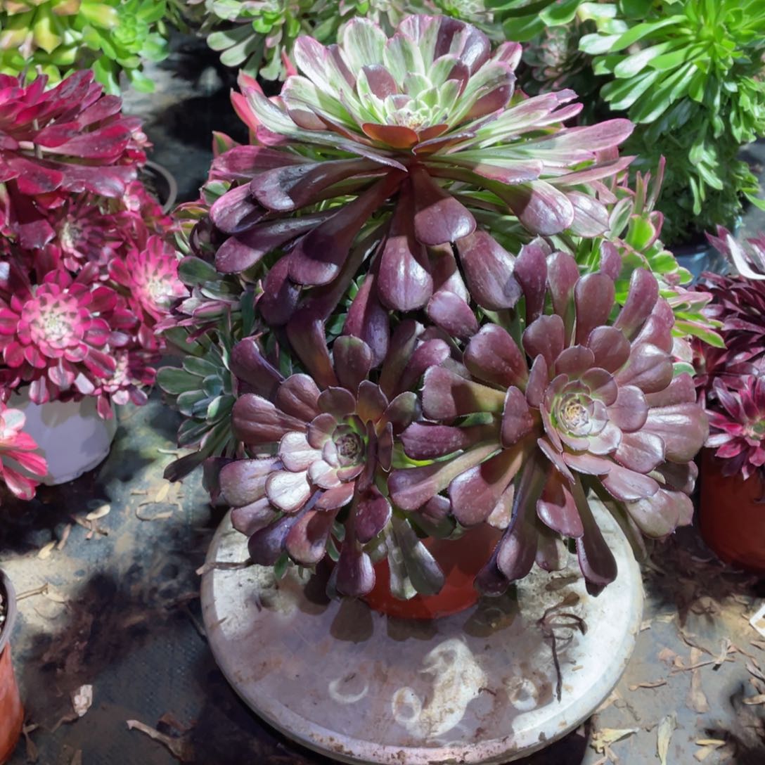 多肉植物水墨画072