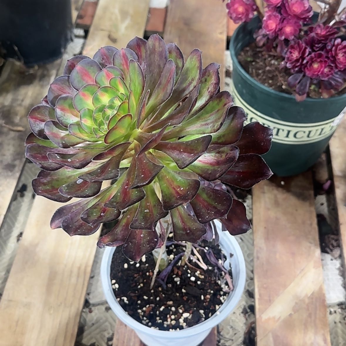 【闪购商品】法师多肉