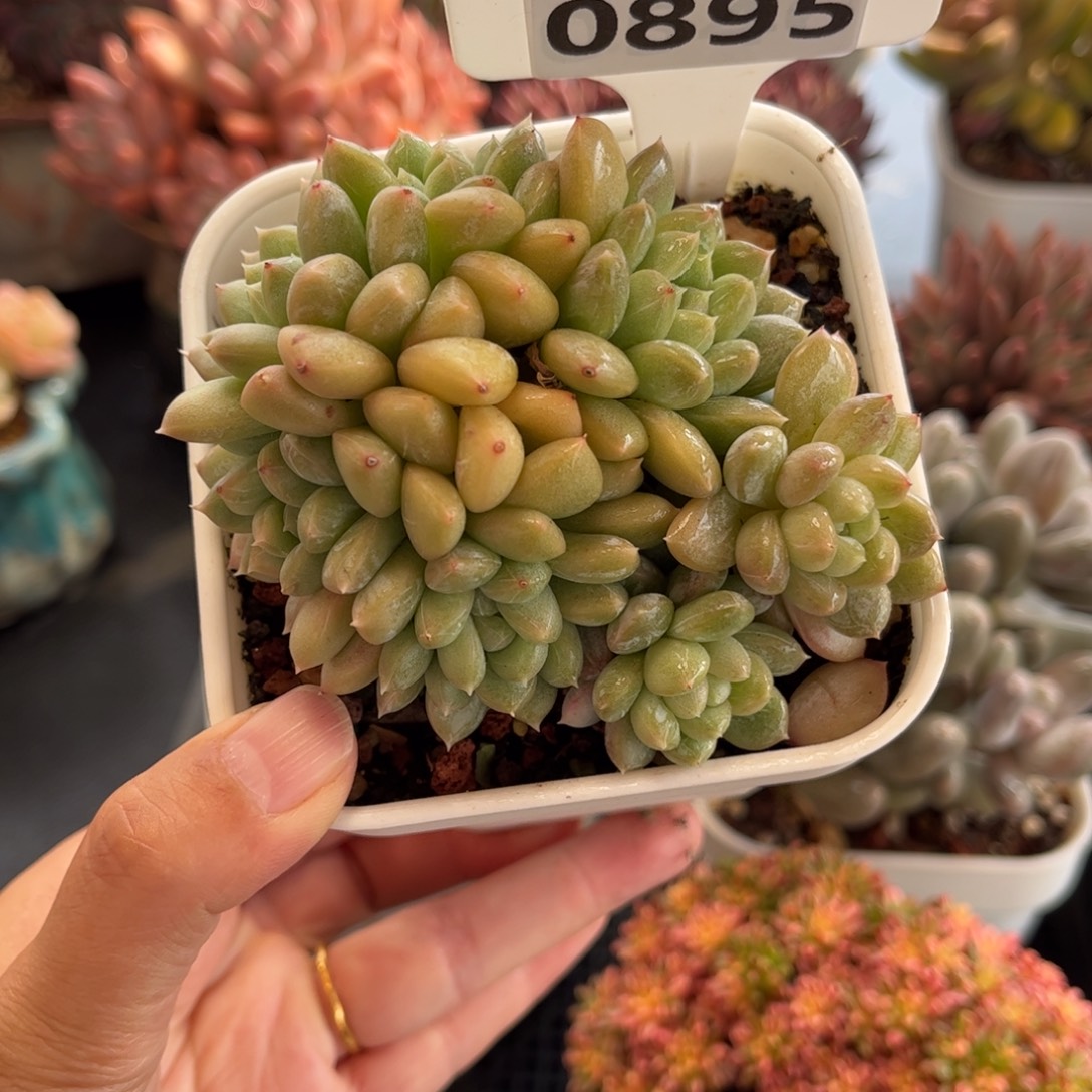 0895 天冷必拍保温箱