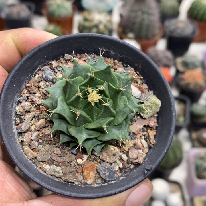 实生蒂冠特价福利