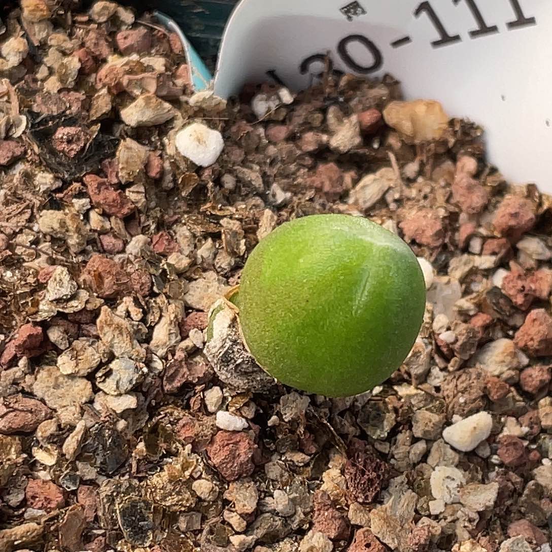 黄***330-111肉锥多肉植物