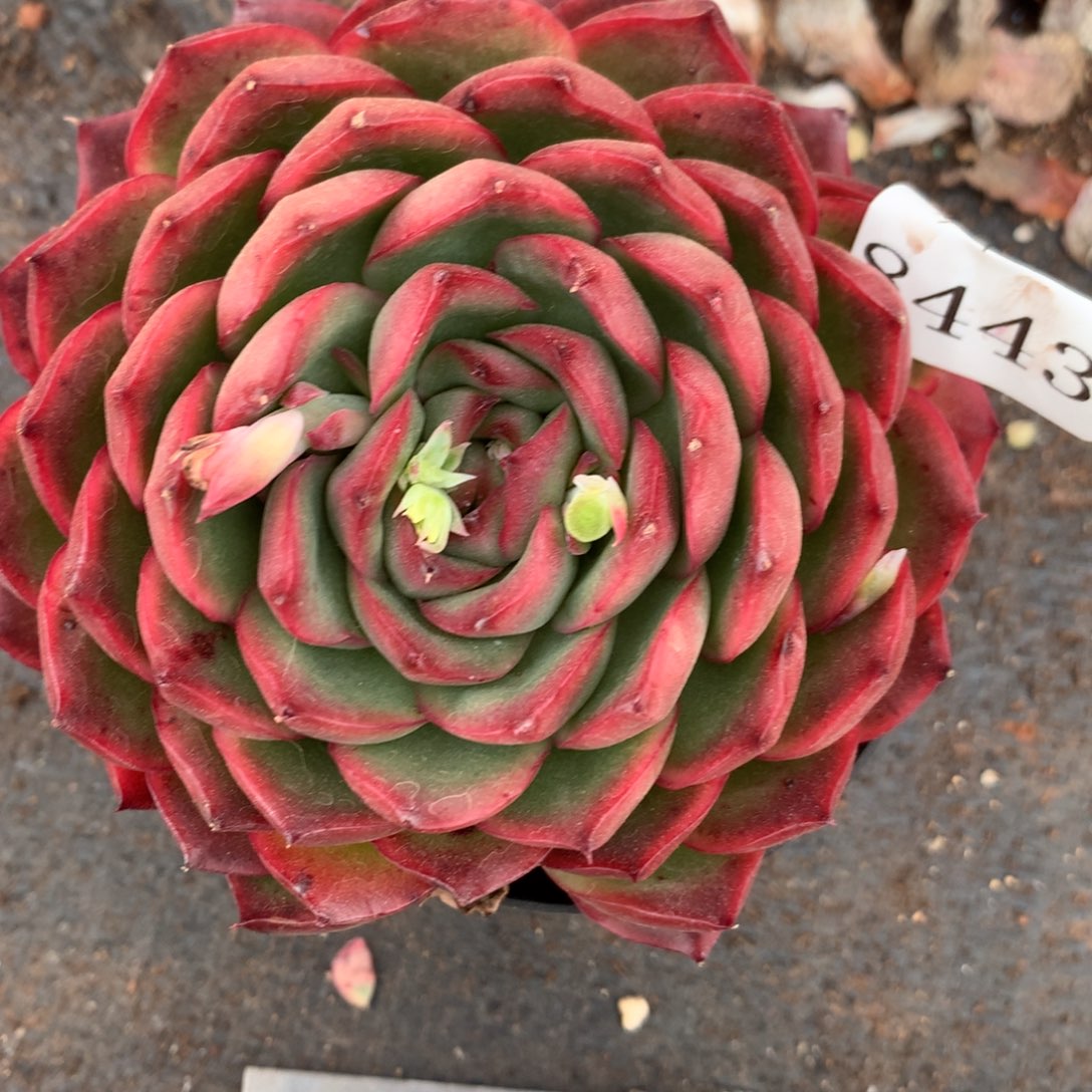 8443杂交多肉老桩