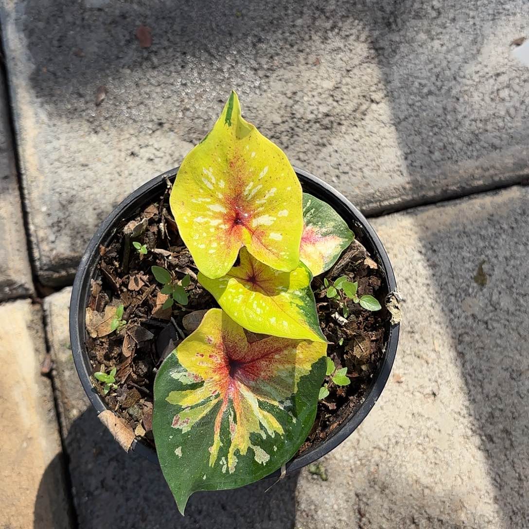 泰国彩叶芋 72-0129