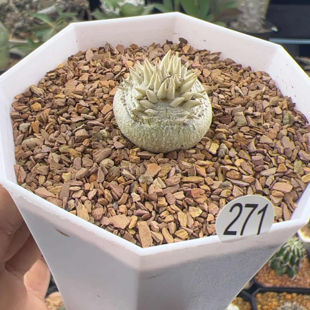 惠比须笑一物一拍271