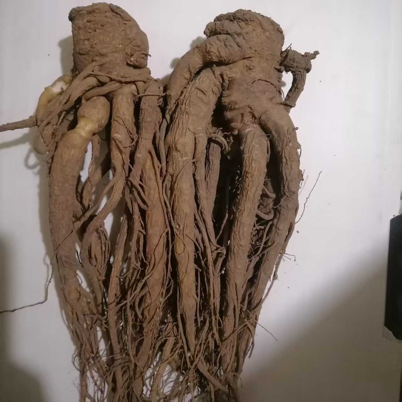 甘肃岷县新鲜大条当归现挖无熏硫产地直发煲汤炖肉养生煮水泡酒