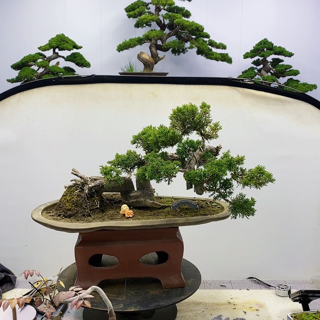 【闪购商品】无花朵v****y