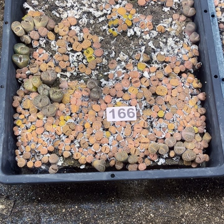 166 生石花一物一图如图