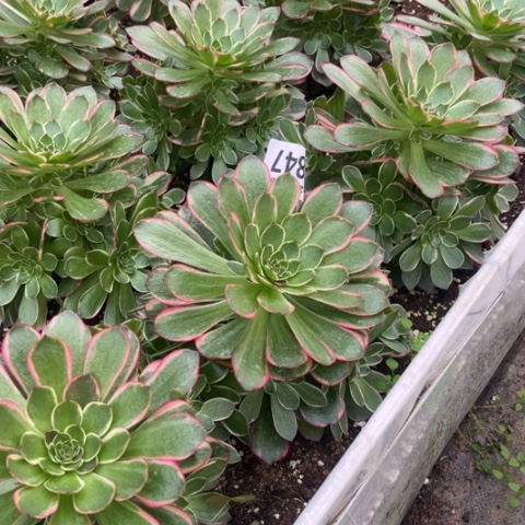 847粉花妖不包断枝