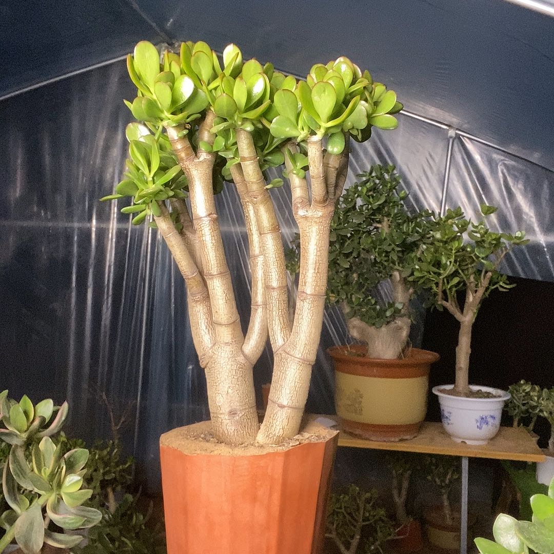 呼***呼当前无花栽培后可以开花