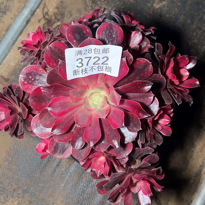 3722歪桩美杜莎多肉植物