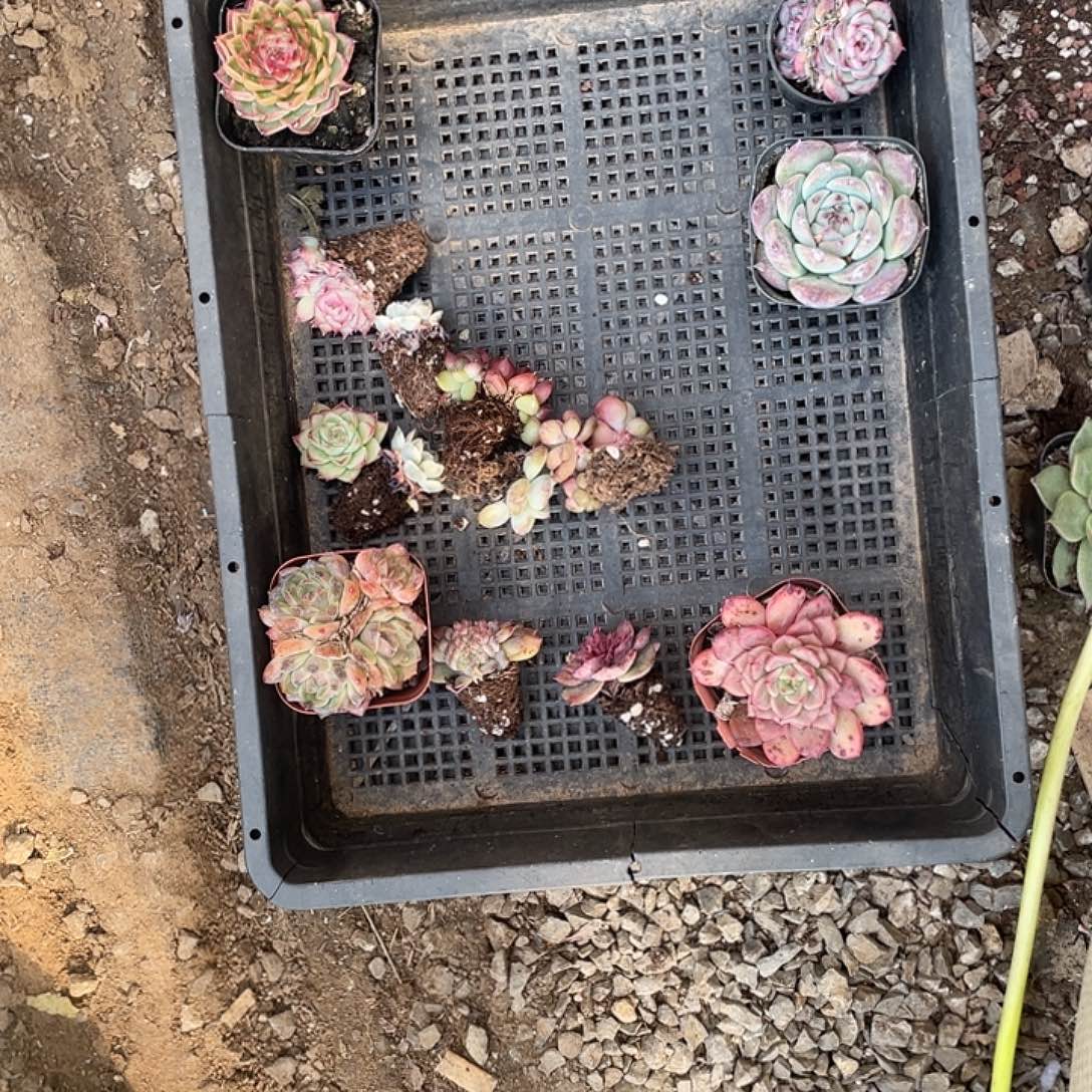 丸***薇你说什么都不说啊怎么说嘛