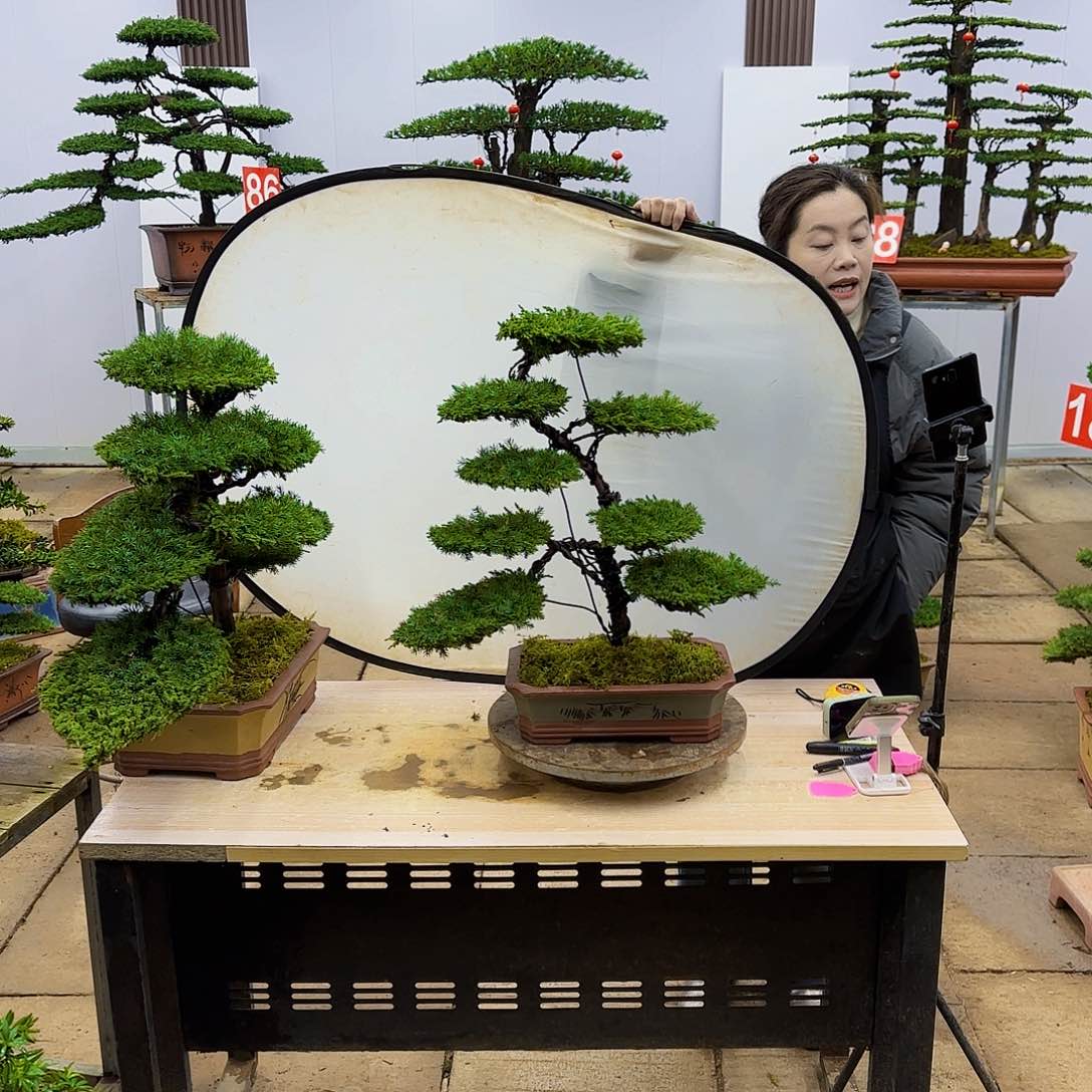 盆景直播间一物一拍
